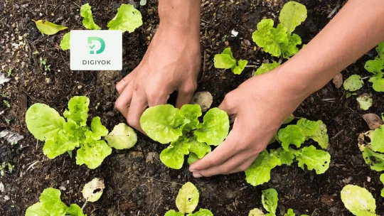 Teknologi Pertanian untuk Kebun Belakang Rumah