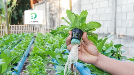 Menggali Manfaat Hidroponik: Pertanian Cerdas Tanpa Tanah